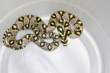 Mandarin Ratsnake