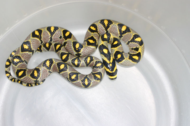 Mandarin Ratsnake
