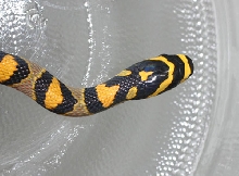 Mandarin Ratsnake