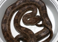 Brazos Island Ratsnake