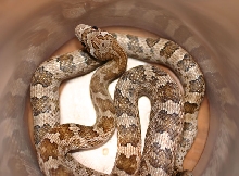 Brazos Island Ratsnake