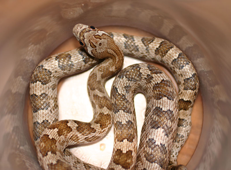 Brazos Island Ratsnake
