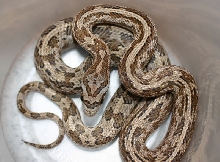 Southwestern Ratsnake