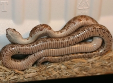 Thornscrub Ratsnake