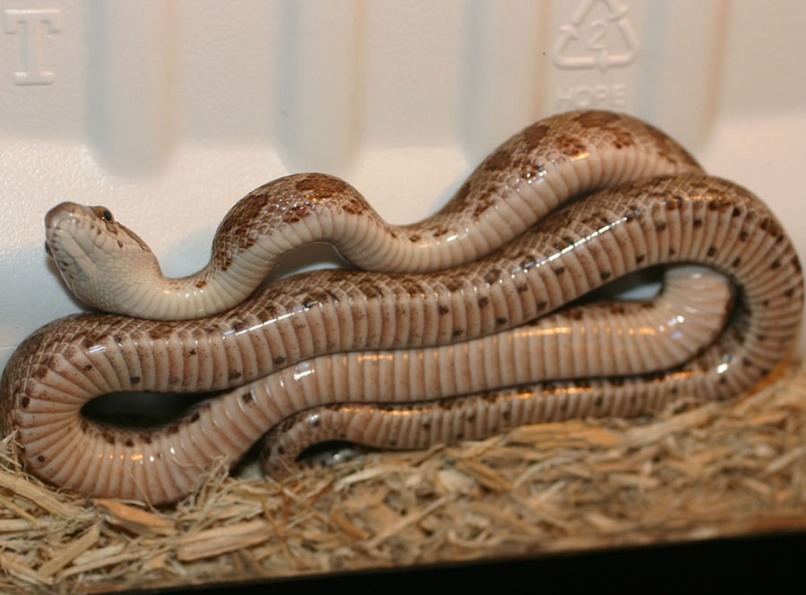 Thornscrub Ratsnake