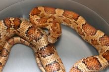 Hypo guttatus X meahllmorum cross