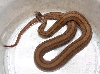Red-belly Snake