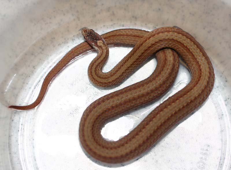 Red-belly Snake