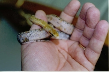 Calico Chinese Beauty Snake