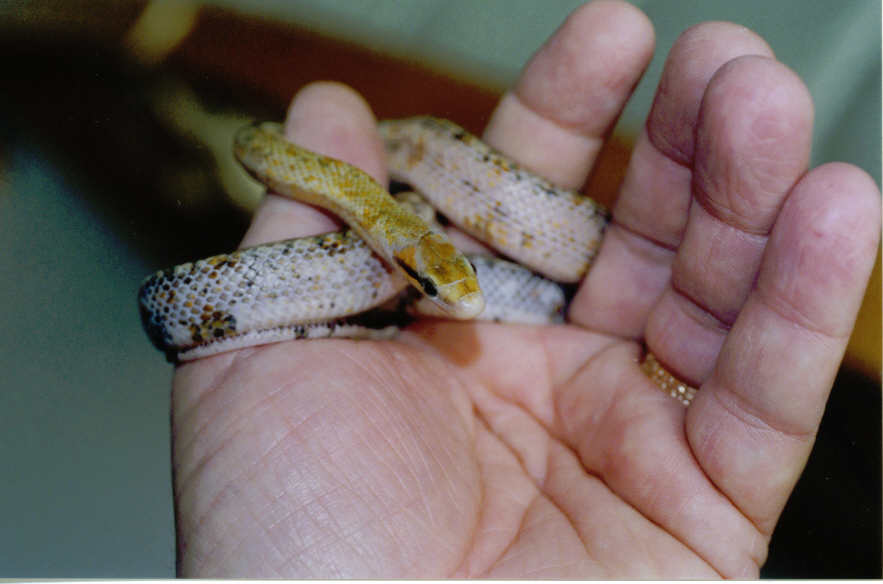 Calico Chinese Beauty Snake