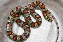 Thayer's Kingsnake