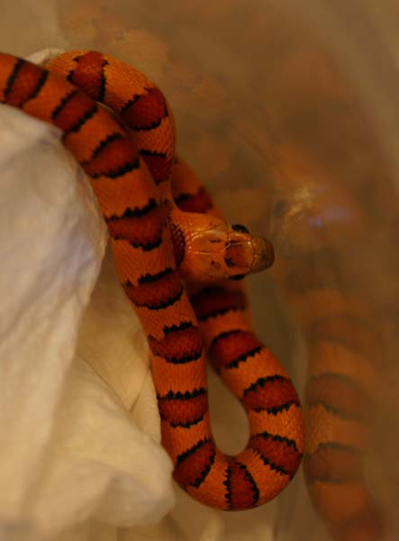 Orange Leonis Thayeri