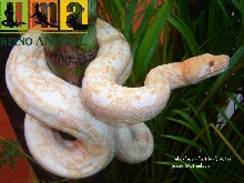 New albino line (Julio Cesar Castillo Strain)