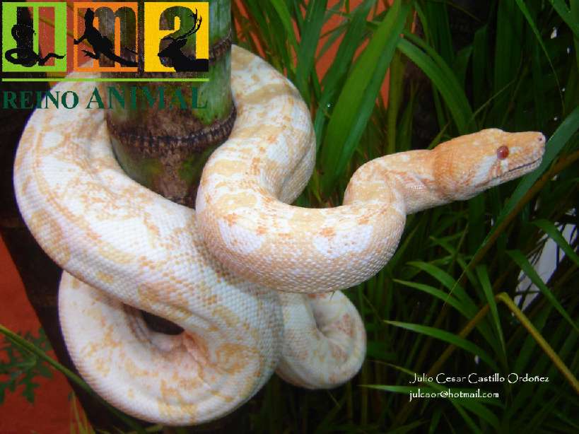 New albino line (Julio Cesar Castillo Strain)