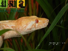 New albino line (Julio Cesar Castillo Strain)