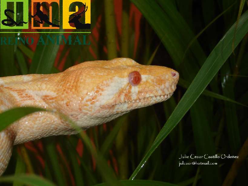 New albino line (Julio Cesar Castillo Strain)