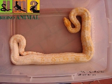New albino line (Julio Cesar Castillo Strain)