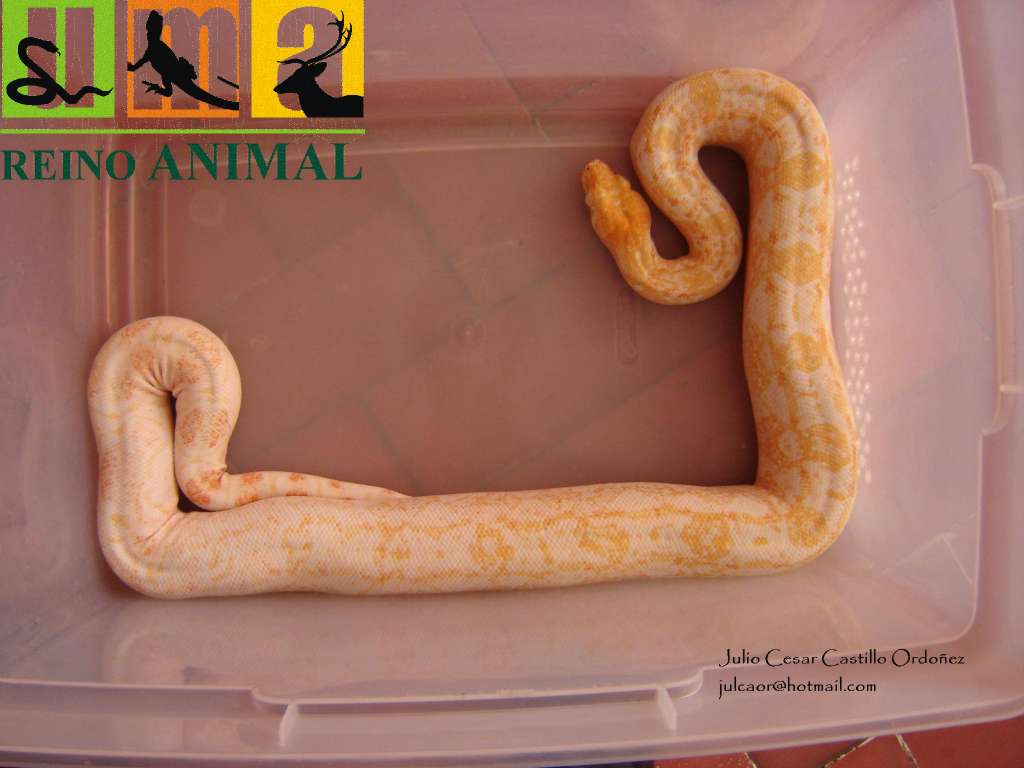 New albino line (Julio Cesar Castillo Strain)