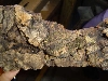 Uroplatus pietschmanni