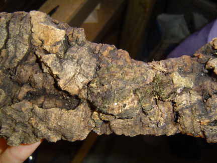 Uroplatus pietschmanni