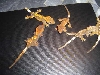crested gecko babies
