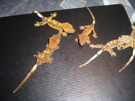 crested gecko babies