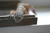 hypo leo (2)