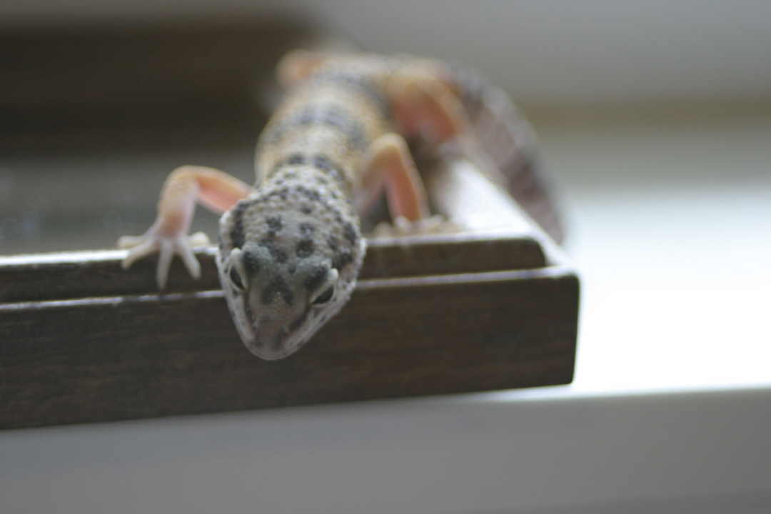 hypo leo (2)