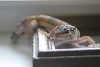 hypo leo