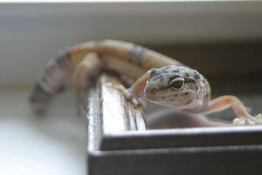 hypo leo