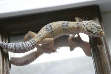 hypo leo (3)