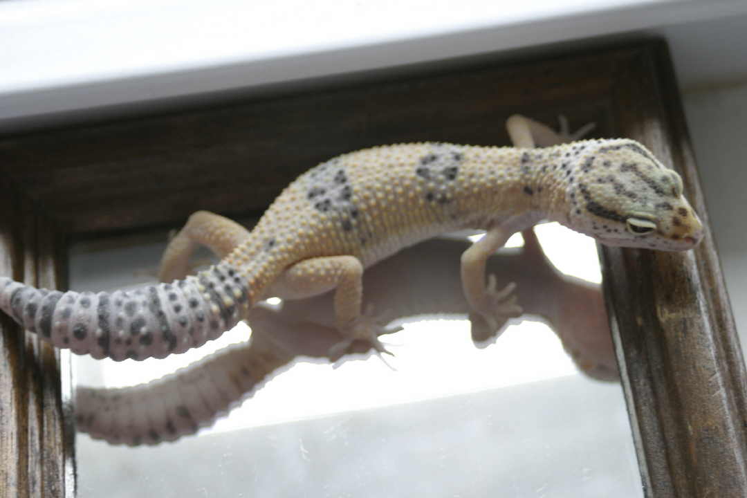 hypo leo (3)
