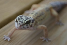 high yellow female