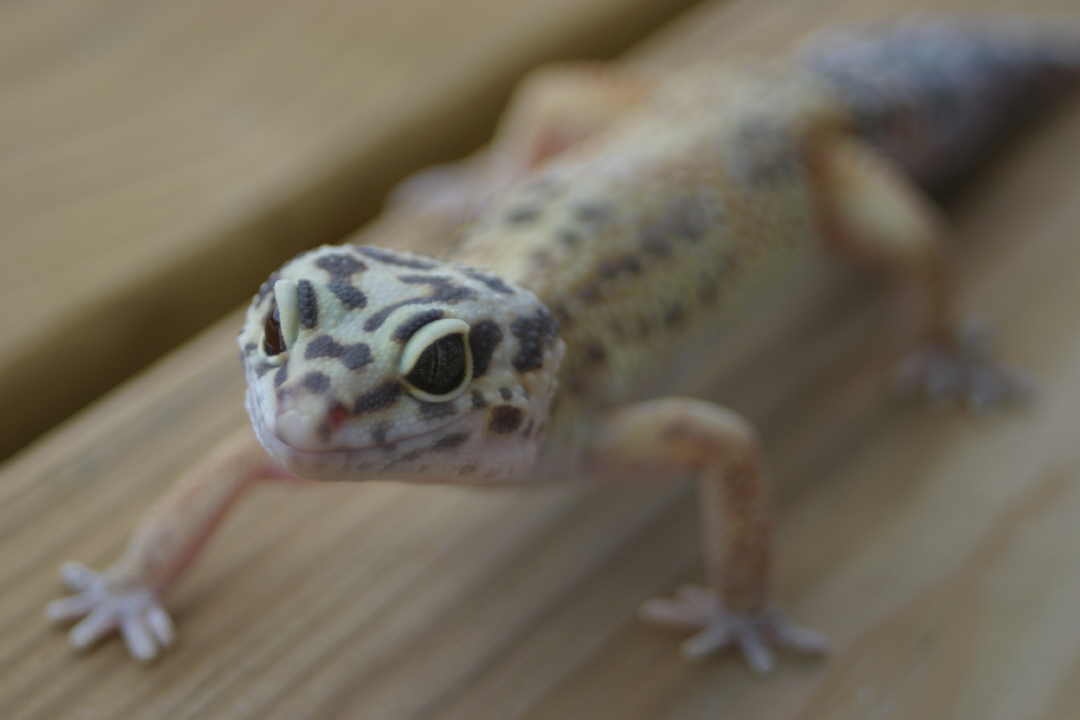 high yellow female