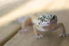 high yellow leo (2)