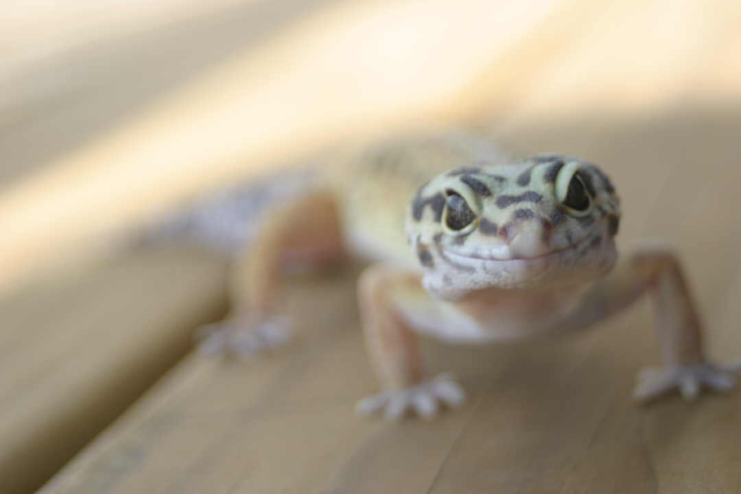 high yellow leo (2)