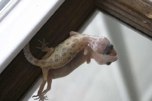 leucistic/patternless baby leopard gecko