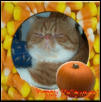 Candy Corn my favorite fall color!!!