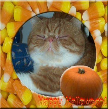 Candy Corn my favorite fall color!!!