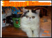 Halloween Spooky Kitty