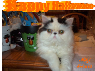 Halloween Spooky Kitty