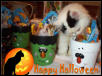 Yum Yum My treats!!!