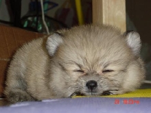 Mystery Dog1