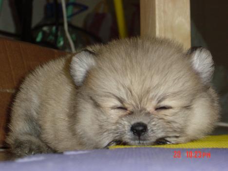 Mystery Dog1