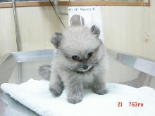 Mystery Dog2