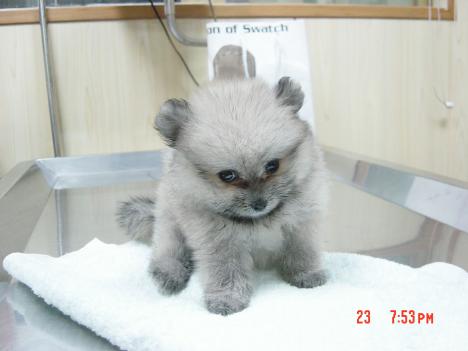 Mystery Dog2