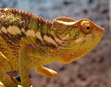 furcifer pardalis ambilobe