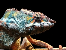 furcifer pardalis nosy be´ diego suarez mix