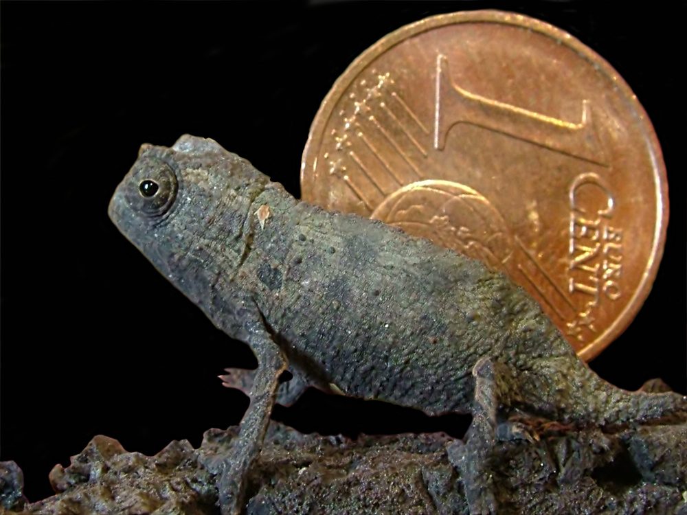 Rieppeleon brevicaudatus