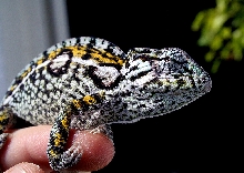 Furcifer lateralis male
